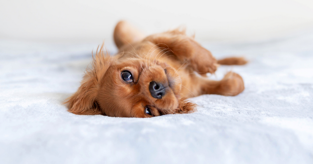 Your Ultimate Puppy Skin-Care Guide
