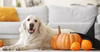 6 Quick & Easy Tips To Keep Your Dog Calm During Halloween