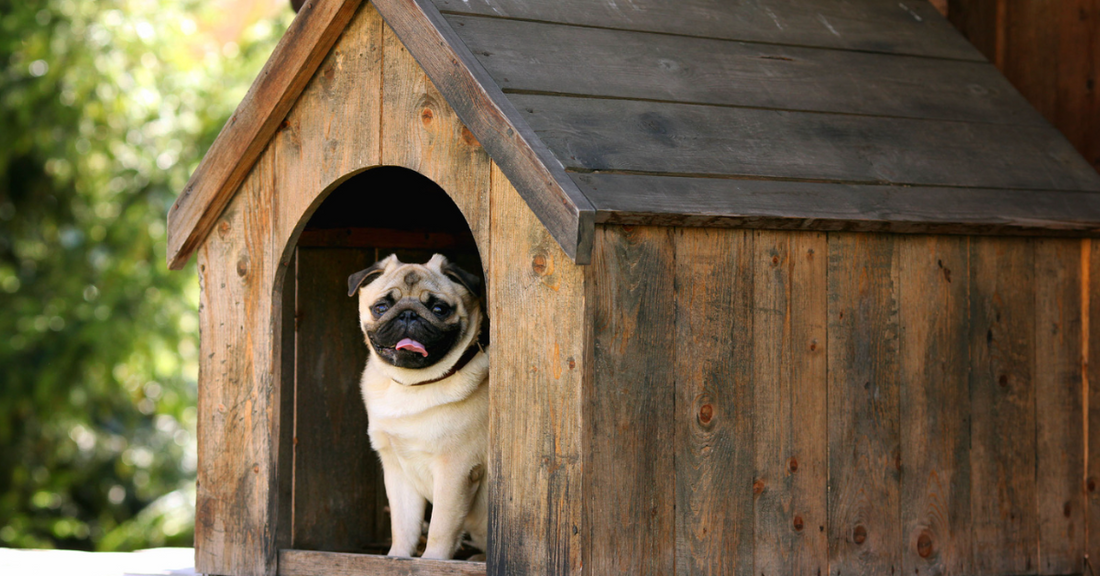 A pug sitting happily at the entrance of a wooden doghouse, symbolizing love, care, and creating a safe, cozy space for pets.