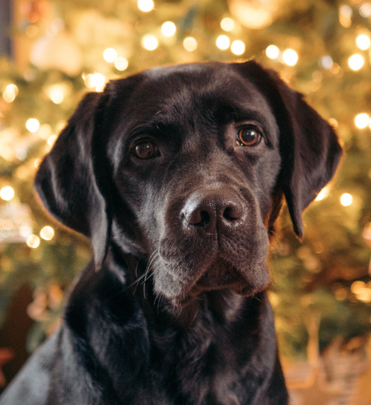 Why You Should Not Buy a Pet as a Christmas Present
