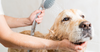 How Often Should You Bathe A Labrador? Your Lab Bathing Guide