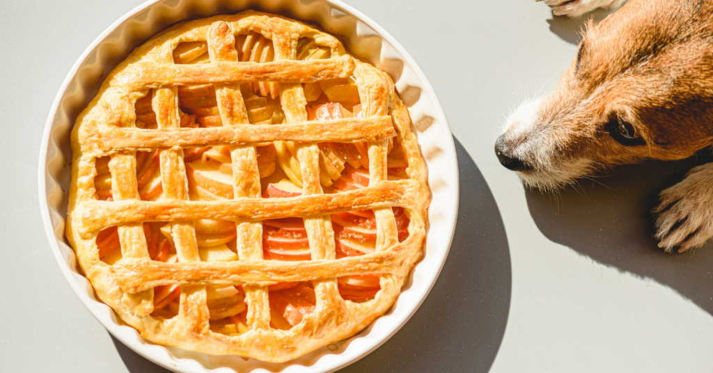 How To Have A Thanksgiving Day With Your Dog