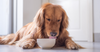 Is Salmon Oil Good For Dogs? Everything You Need To Know