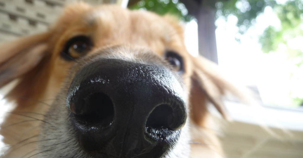 Secrets Of The Snout- 5 Reasons Your Dog's Nose Deserves Respect