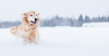 The Best Winter Care Tips For Your Dog